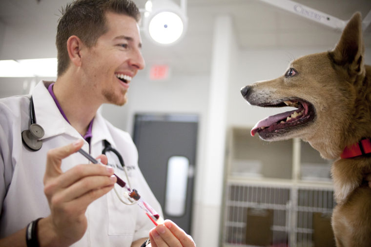 Dog Blood Drive